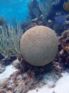 2-Stop Stingray City Sandbar & Coral Reef Snorkel Tour  Cayman Islands