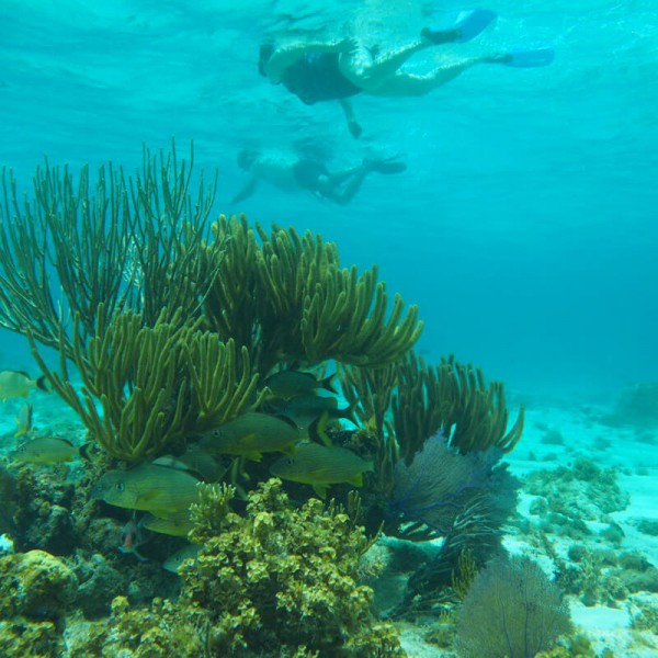 Grand Cayman Snorkelling Tours